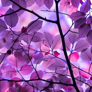 Meet your Posher, Ella